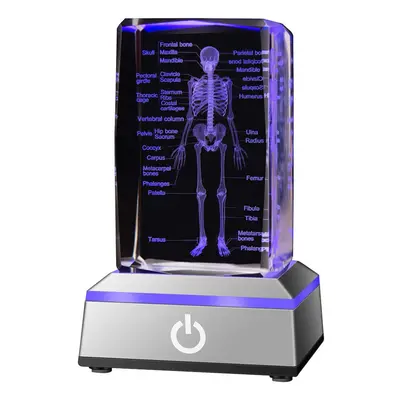 IFOLAINA 3D Human Skeleton Model Anatomy Gifts Crystal Labeled Skeleto