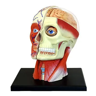 4D Vision Human Head Anatomy Model