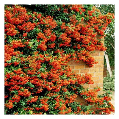 (25) Orange Firethorn Hedging Plants 20-40Cm Pyracantha Evergreen Hedge Potted