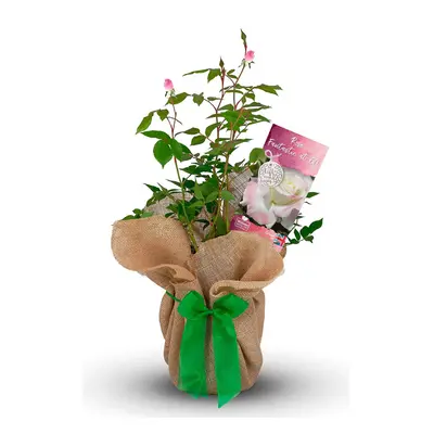 Rose Bush 'Fantastic at 60' - Happy Birthday Gift - Rose Bush Gift Wrapped with Huge Bow