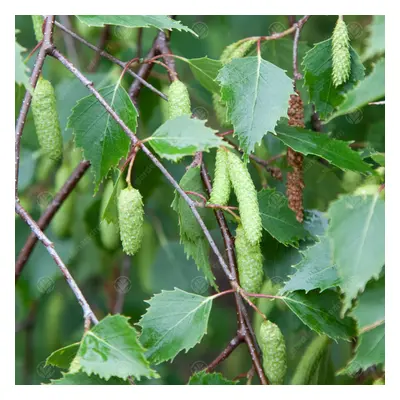 Betula Pendula | Silver Birch | Ornamental Garden Tree | 5-6Ft