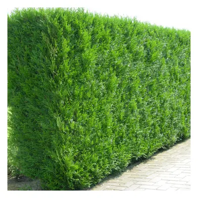 (100) Western Red Cedar Hedging Plants 20-40Cm Thuja Atrovirens Evergreen Hedge Potted