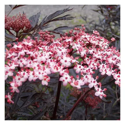 Sambucus Nigra Porphyrophylla 'Black Lace' | Black Lace Elder | Garden | 4-5Ft