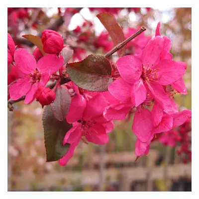 Malus 'Direktoer Moerland'|Improved Profusion Crab Apple|Ornamental Tree|5-6Ft