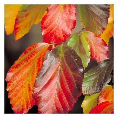 Parrotia Persica | Persian Ironwood | Ornamental Garden Tree | 5-6Ft