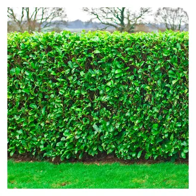 (25, 1-2ft) Prunus Rotundifolia 'Cherry Laurel' Bare Root Hedge Green Hedging Tree Plants