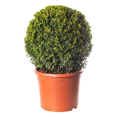 Buxus Ball Plant 40cm Diameter Evergreen Shaped Topiary Outdoor Garden Shrub