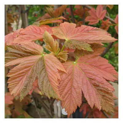 Acer Pseudoplatanus Simon Louis Freres | Variegated Sycamore | Tree | 5-6Ft