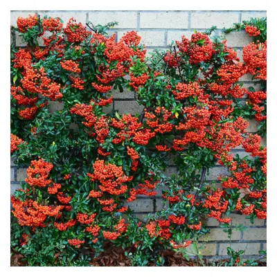 (100) Red Firethorn Hedging Plants 20-40Cm Pyracantha Red Column Evergreen Hedge Pots