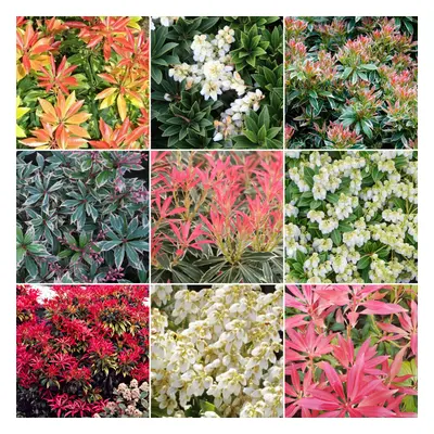 Pieris Mix (10 Plants)