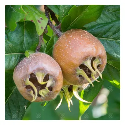 Mespilus Germanica 'Nottingham' | Medlar Nottingham | 4-5Ft