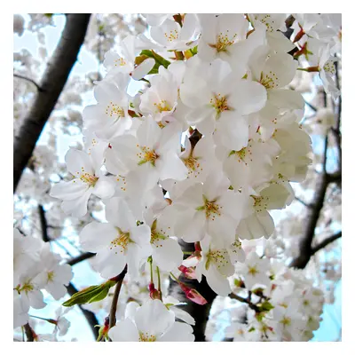 Prunus X Yedoensis Shidare Yoshino | Weeping Cherry | Garden Tree | 5-6Ft