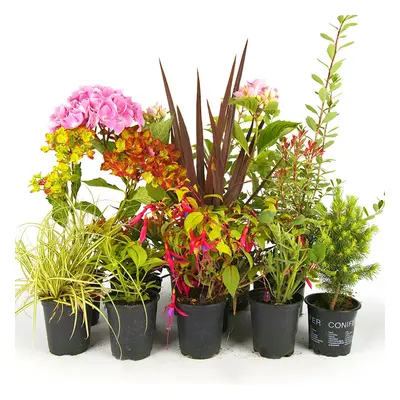 10 X Mixed Garden Plants - High Quality Established Plants In Pots Uk Grown