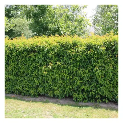 (10) Portuguese Laurel Hedging Plants 20-40Cm Prunus Lusitanica Evergreen Hedge Pots