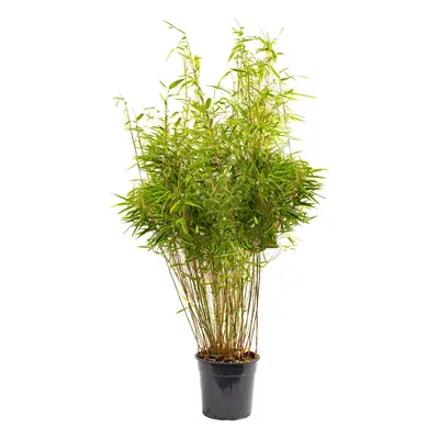 (27cm pot (110-130cm height)) Fargesia Rufa Hardy Non-Invasive Red Panda Bamboo Garden Plant for