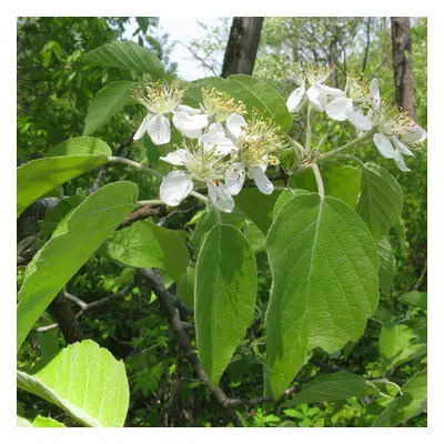 Malus Tschonoskii | Pillar Crab Apple | Ornamental Garden Tree | 5-6Ft