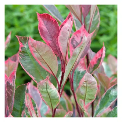 Photinia X Fraseri 'Louise' | Variegated Photinia Tree | Ornamental Tree | 5-6Ft