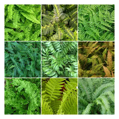 10 X Fern Plant Mix Collection - Potted Perennial Outdoor Garden Shrubs