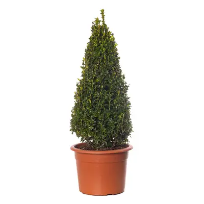 Buxus Pyramid - Boxwood Plant | Evergreen Shaped Topiary Outdoor Garden Shrub