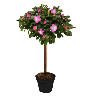 (Pink) Azalea Japonica Tree | Trees For Small Gardens Border Patio Potted Plant | 2-3Ft