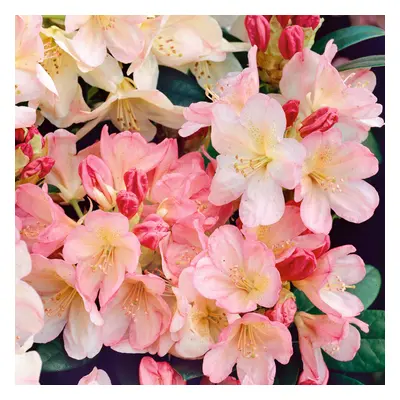 (Rhododendron Percy Wiseman) Fully Established Hardy/Evergreen Outdoor Flowering Potted Shrubs &