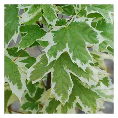 Acer Patanoides 'Drummondii' | Norway Maple | Ornamental Garden Tree | 5-6Ft