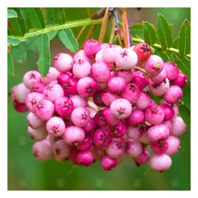 Sorbus Vilmorinii | Vilmorin'S Rowan | Ornamental Garden Tree | 5-6Ft