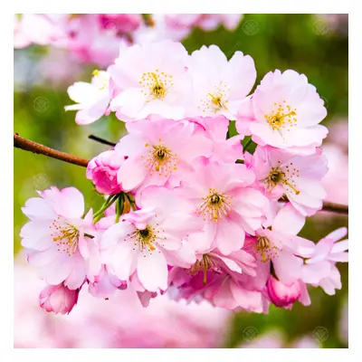 Prunus Accolade | Flowering Cherry | Ornamental Garden Tree | 5-6Ft