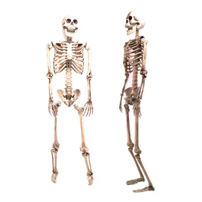 160CM Poseable Life-Size Halloween Party Skeleton