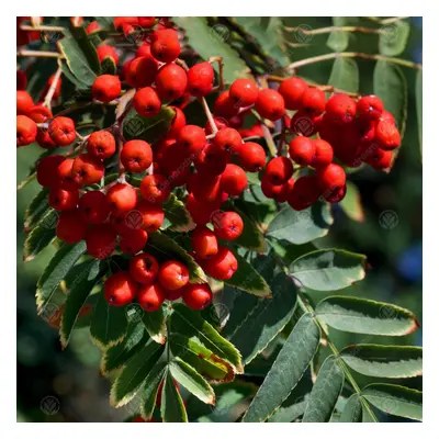 Sorbus 'Chinese Lace' | Mountain Ash | Ornamental Garden Tree | 5-6Ft