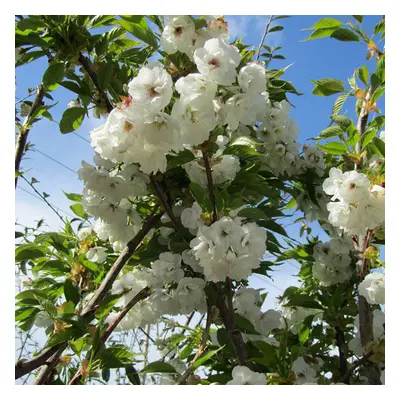 Prunus 'Shirotae' | Mount Fuji Cherry | Ornamental Garden Tree | 5-6Ft