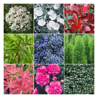 Evergreen Shrub Mix (10 Plants)