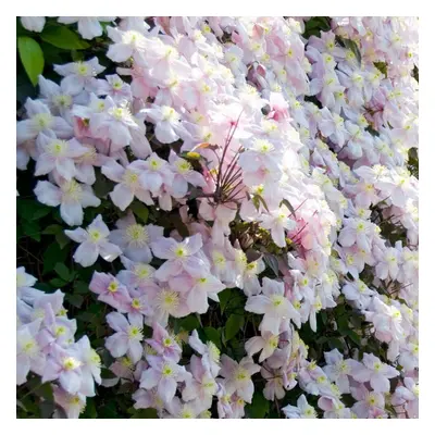 Clematis Montana Mayleen Pink Flowering litre pot