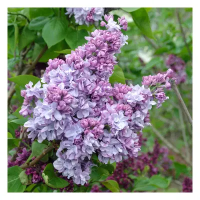 Syringa Katherine Havemeyer Tree (10L, 5-6ft)