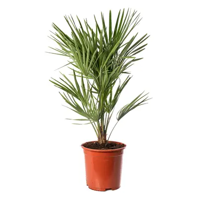 Chamaerops Humilis European Fan Palm Plant Hardy Rare Exotic Outdoor Palm Tree