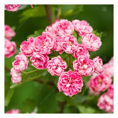 Crataegus Laevigata 'Rosea Flore Pleno' | Midland Hawthorn | Garden Tree | 5-6Ft