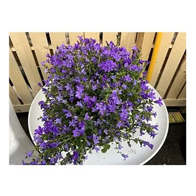 Campanula Port - Garden Ready Hardy Alpine Plant.