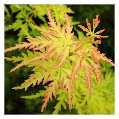 (10L) Acer Palmatum 'Seiryu' | Japanese Maple Deciduous Small Garden Plant Tree In Pot