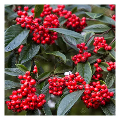 Cotoneaster X Watereri | Cotoneaster Tree | Ornamental Tree | 5-6Ft