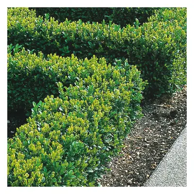 (25) Box Hedging Plants 20-40Cm Buxus Sempervirens Dense Evergreen Hedge Potted