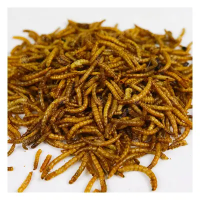 Dried Mealworms 10KG - High Quality Premium Food For Wild Birds