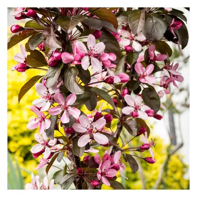 Malus Aros | Crab Apple Tree | Ornamental Flowering Garden Tree | 5-6Ft