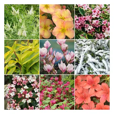 Deciduous Shrub Mix (10 Plants)