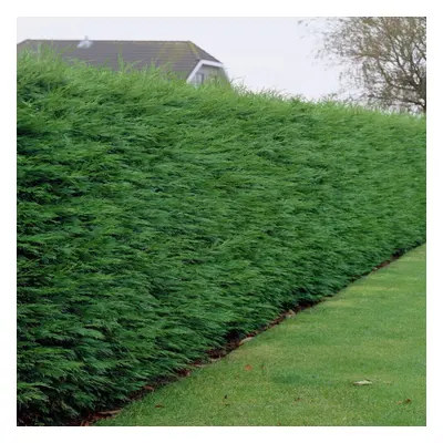 (100) Green Leylandii Hedging Plants 30-50Cm Leyland Dense Evergreen Hedge Potted