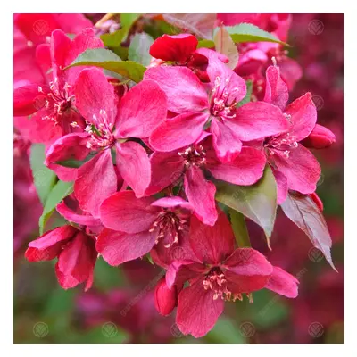 Malus Royalty Tree (12L, 5-6ft)