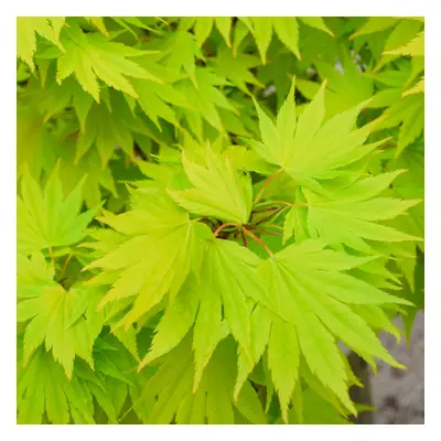 (10L) Acer Shirasawanum 'Jordan' | Japanese Maple Deciduous Garden Plant Tree In Pot