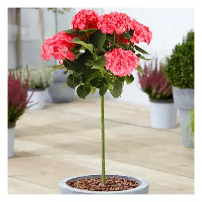 (Red) Hydrangea Macrophylla Tree Collection | Potted Lollipop Trees For Small Gardens