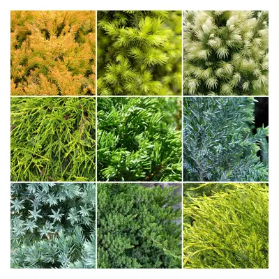 10 x Evergreen Conifer Collection Quality Mixed Ornamental Plants | 9cm Pots