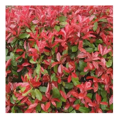 10 X Photinia Red Robin Bushy Evergreen Hardy Shrub Hedging Plant In Pot