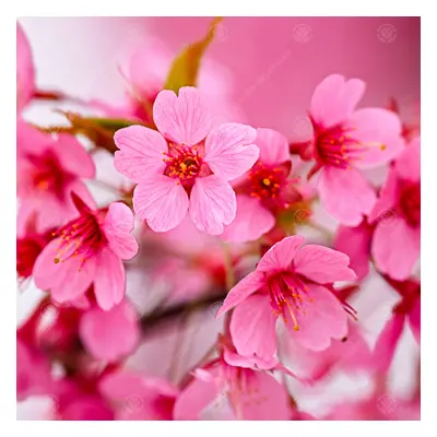 Prunus Kursar | Flowering Cherry | Ornamental Garden Tree | 5-6Ft